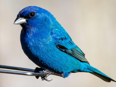 Indigo bunting
