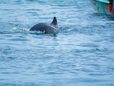 Indo-Pacific Bottlenose Dolphin