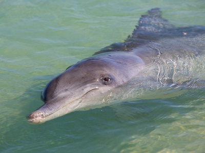Indo-Pacific Bottlenose Dolphin