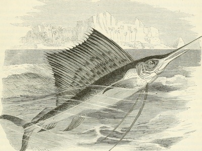 Indo-Pacific Sailfish