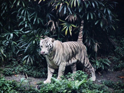 Indochinese tiger