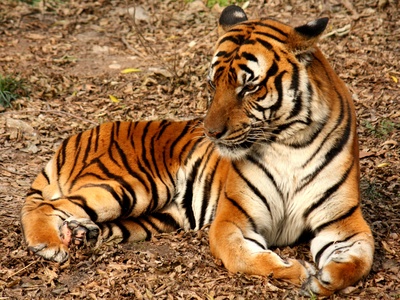 Indochinese tiger