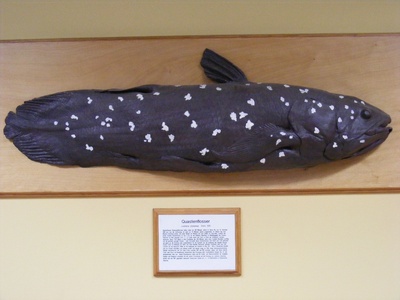 Indonesian coelacanth