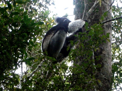 Indri