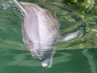 Indus river dolphin