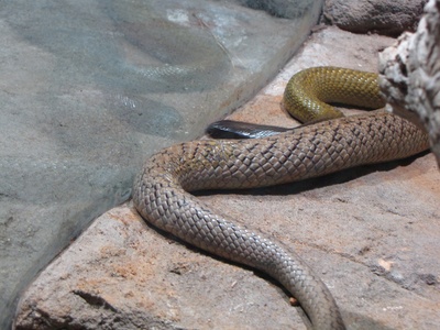 Inland taipan