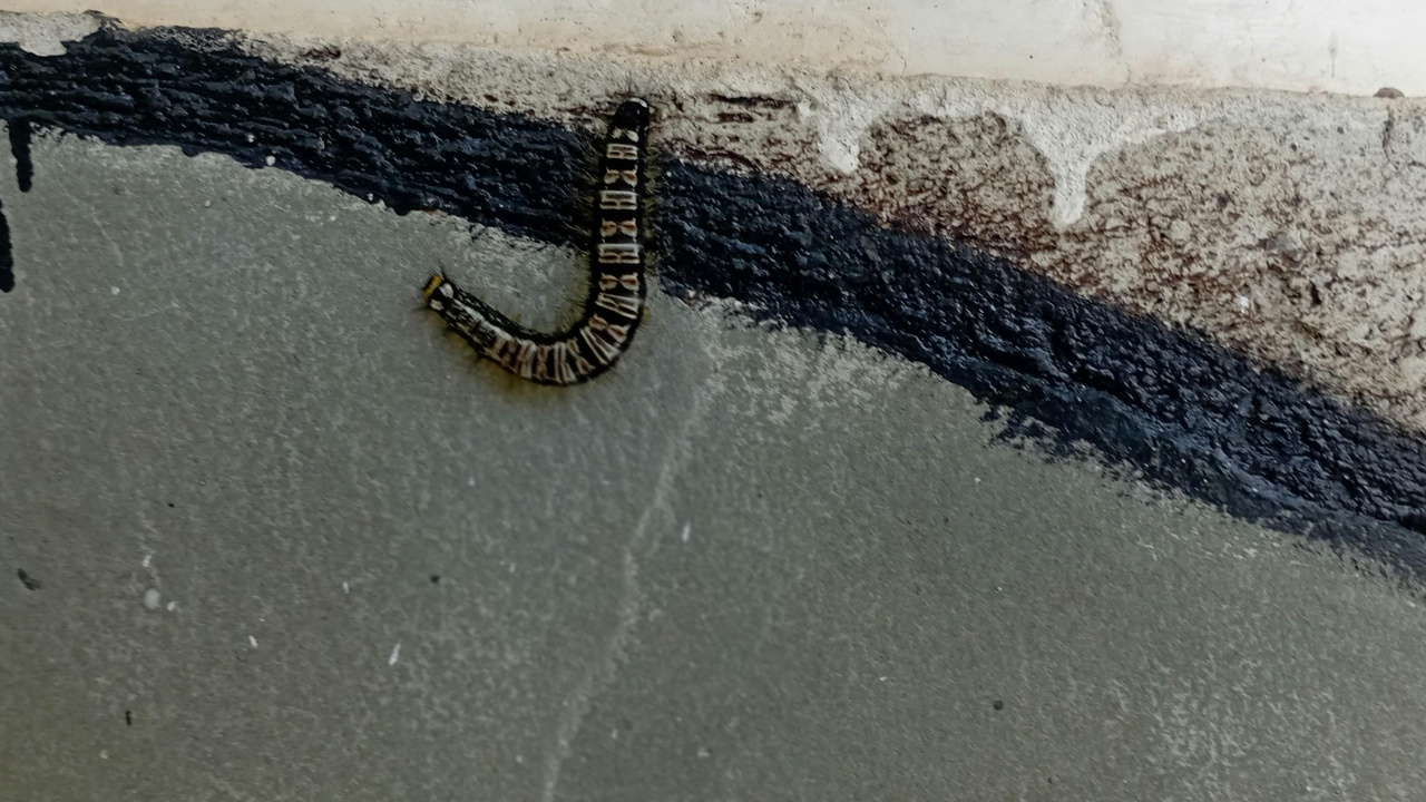 House centipede on a wall; robotic prototype inspired by many-legged locomotion