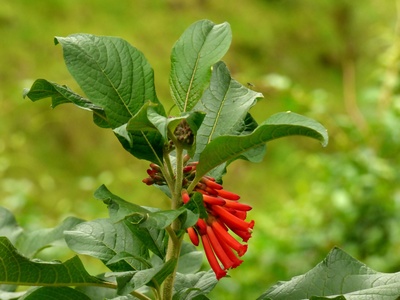 Iochroma