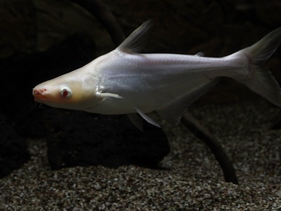 Iridescent shark