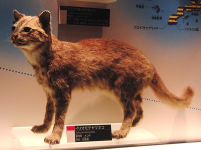 Iriomote cat
