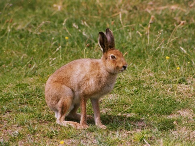 Irish hare