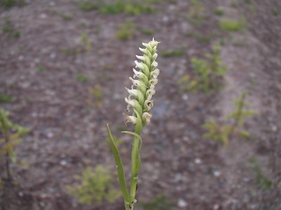 Irish Lady's-tresses