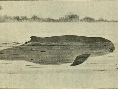 Irrawaddy dolphin