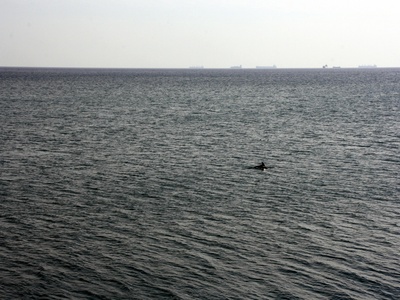 Irrawaddy dolphin
