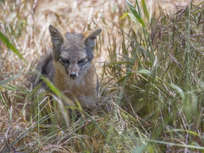 Island fox