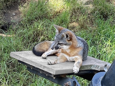 Island fox