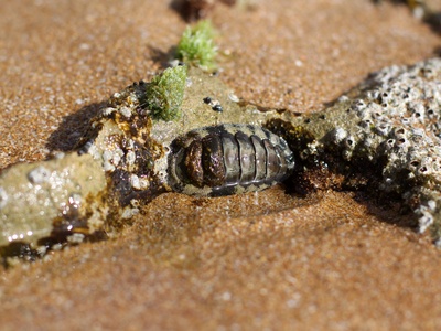 Isopod