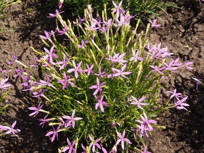 Isotoma