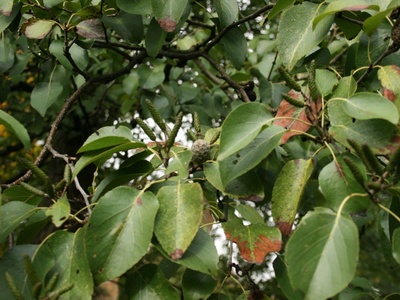 Italian Alder