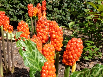 Italian arum