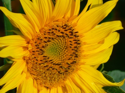 Italian aster