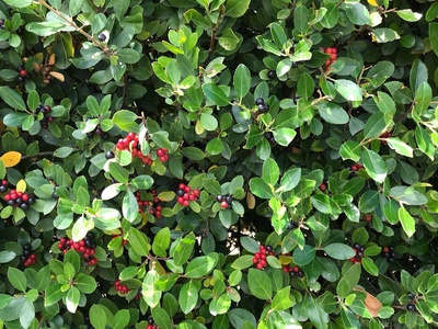 Italian Buckthorn