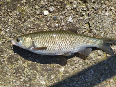 Italian Chub