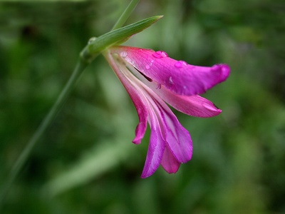 Italian Gladiolus