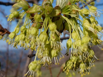 Italian Maple