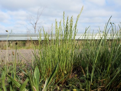 Italian Ryegrass