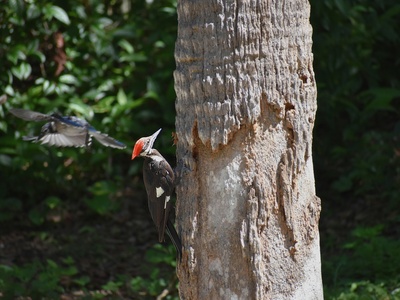 Ivory-billed woodpecker