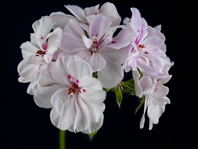 Ivy geranium