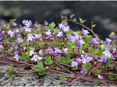 Ivy‑leaved toadflax