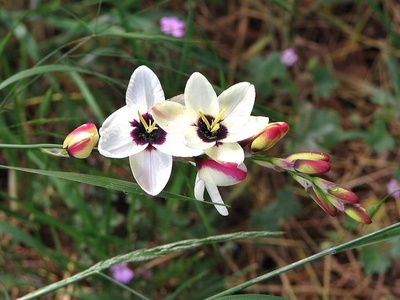 Ixia