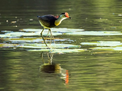 Jacana