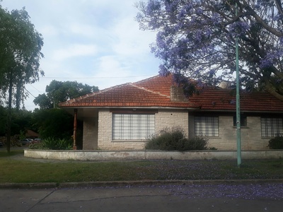 Jacaranda
