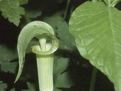 Jack-in-the-pulpit