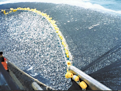 Jack mackerel