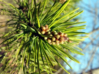 Jack Pine