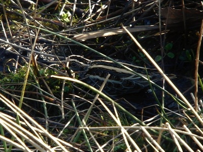 Jack snipe