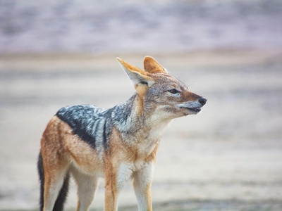 Jackal
