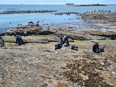 Jackass penguin