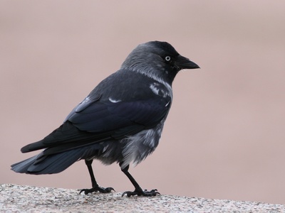 Jackdaw
