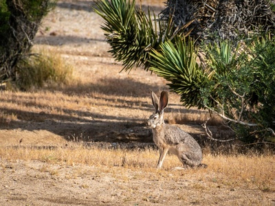 Jackrabbit