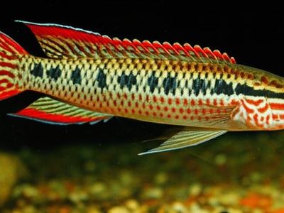 Jacundá