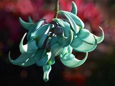 Jade Vine