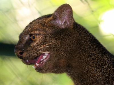 Jaguarundi