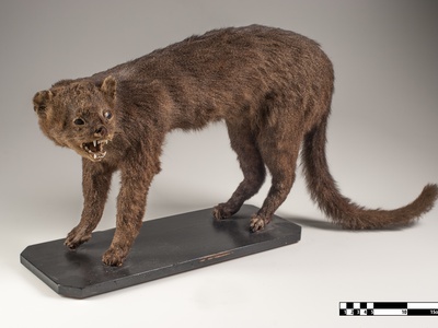 Jaguarundi