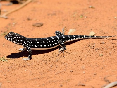 Jalla's Sand Lizard