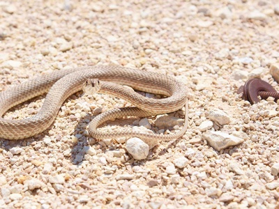 Jalla's Sand Snake